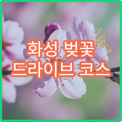 화성 벚꽃 드라이브 코스 추천 (+서해안 라인 숨은 명소 공개)