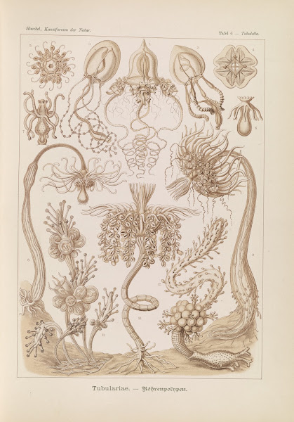 Tubulariae  Röhrenpolnpen 1904