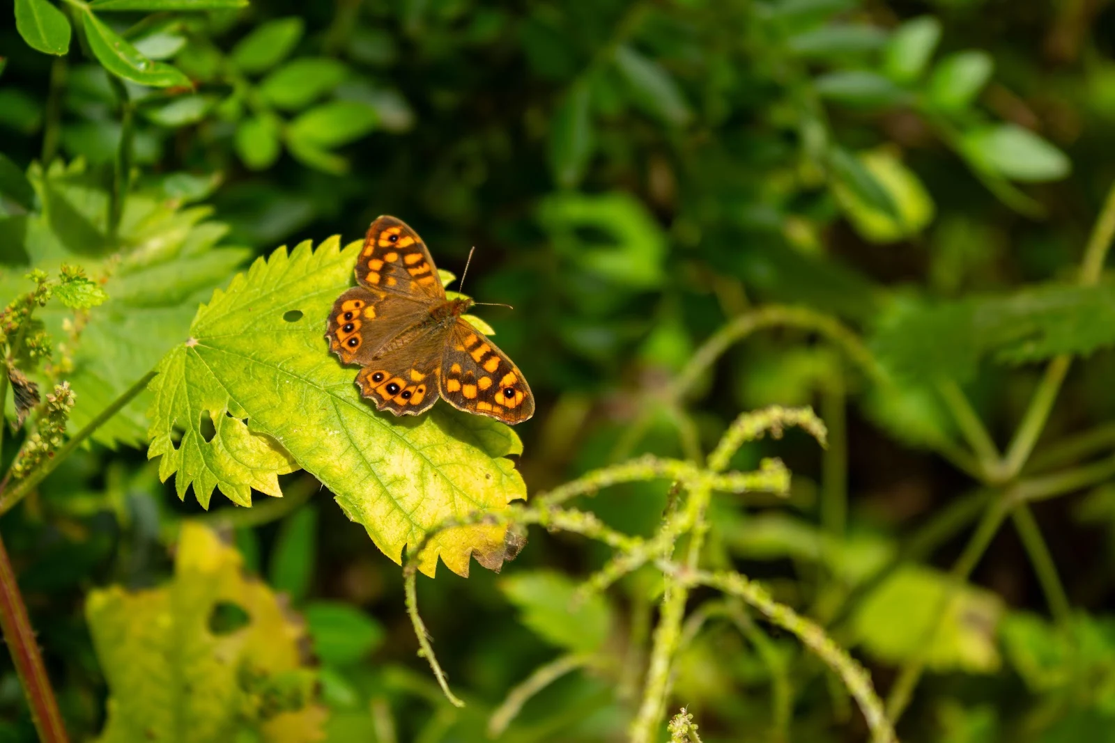 Speckled Wood Butterfly on Leaf - Nature Photography 5K Wallpaper (5472x3648)
