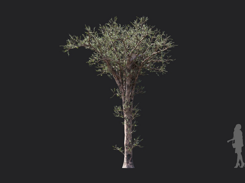 Maxtree - Plant Models Vol.130