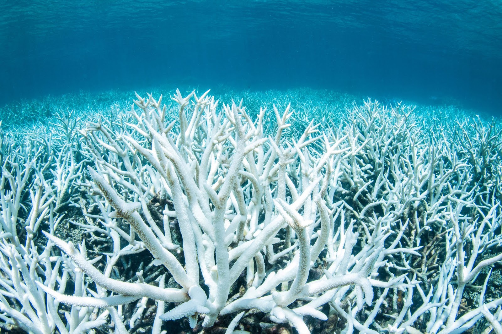 vast bed of bleached corals in white color