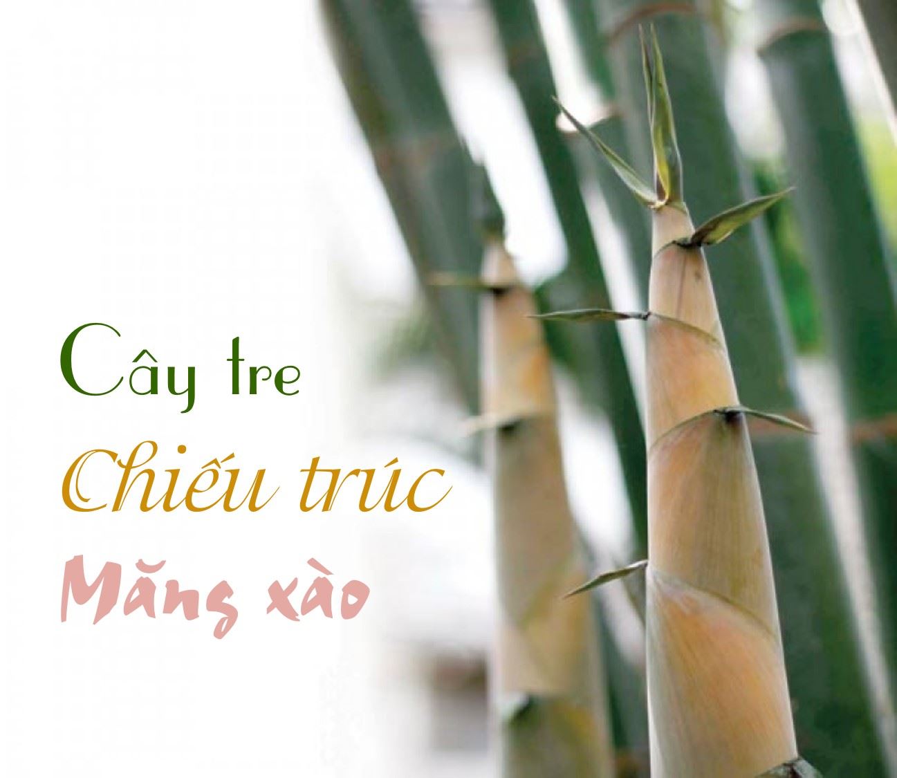 CÂY TRE – CHIẾU TRÚC – MĂNG XÀO