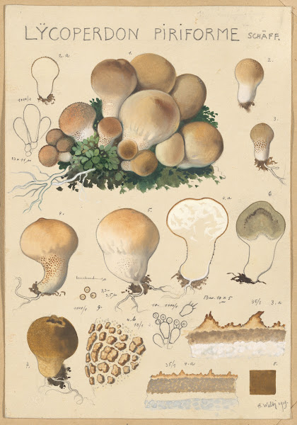 Lycoperdon piriforme 1915 1945