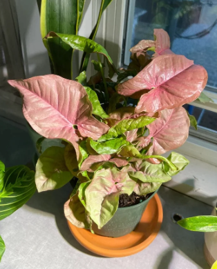 Syngonium Neon Pink Robusta
