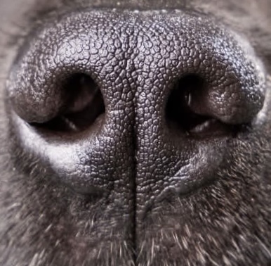 狗狗鼻紋吊墜 (訂做) image 5