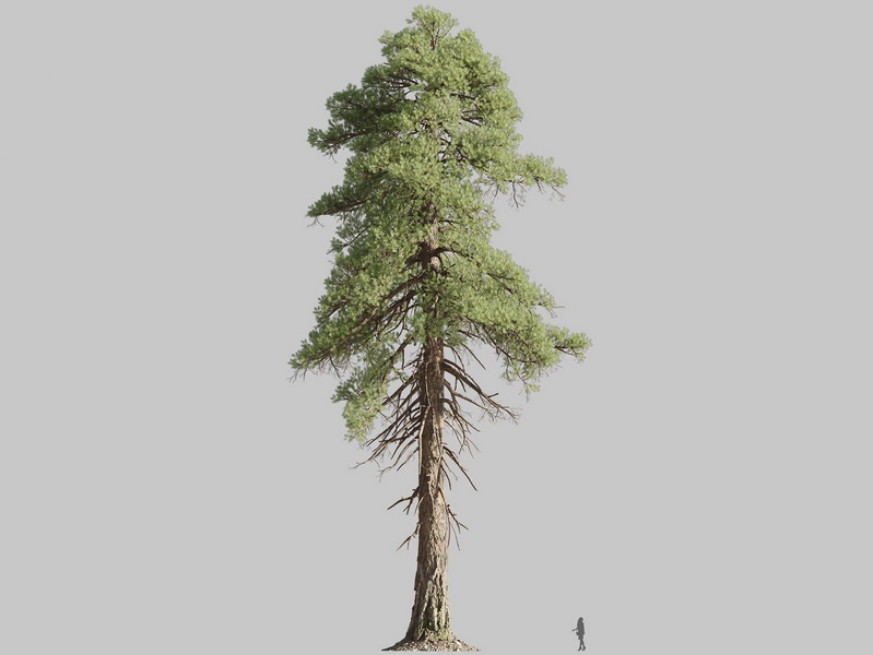 Maxtree - Plant Models Vol.126