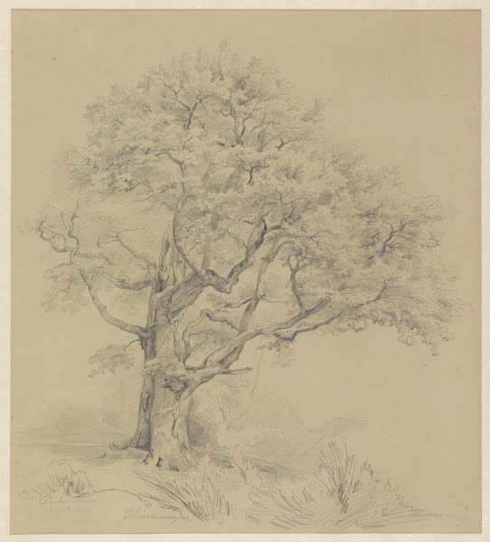 Boom te Fontainebleau 1849