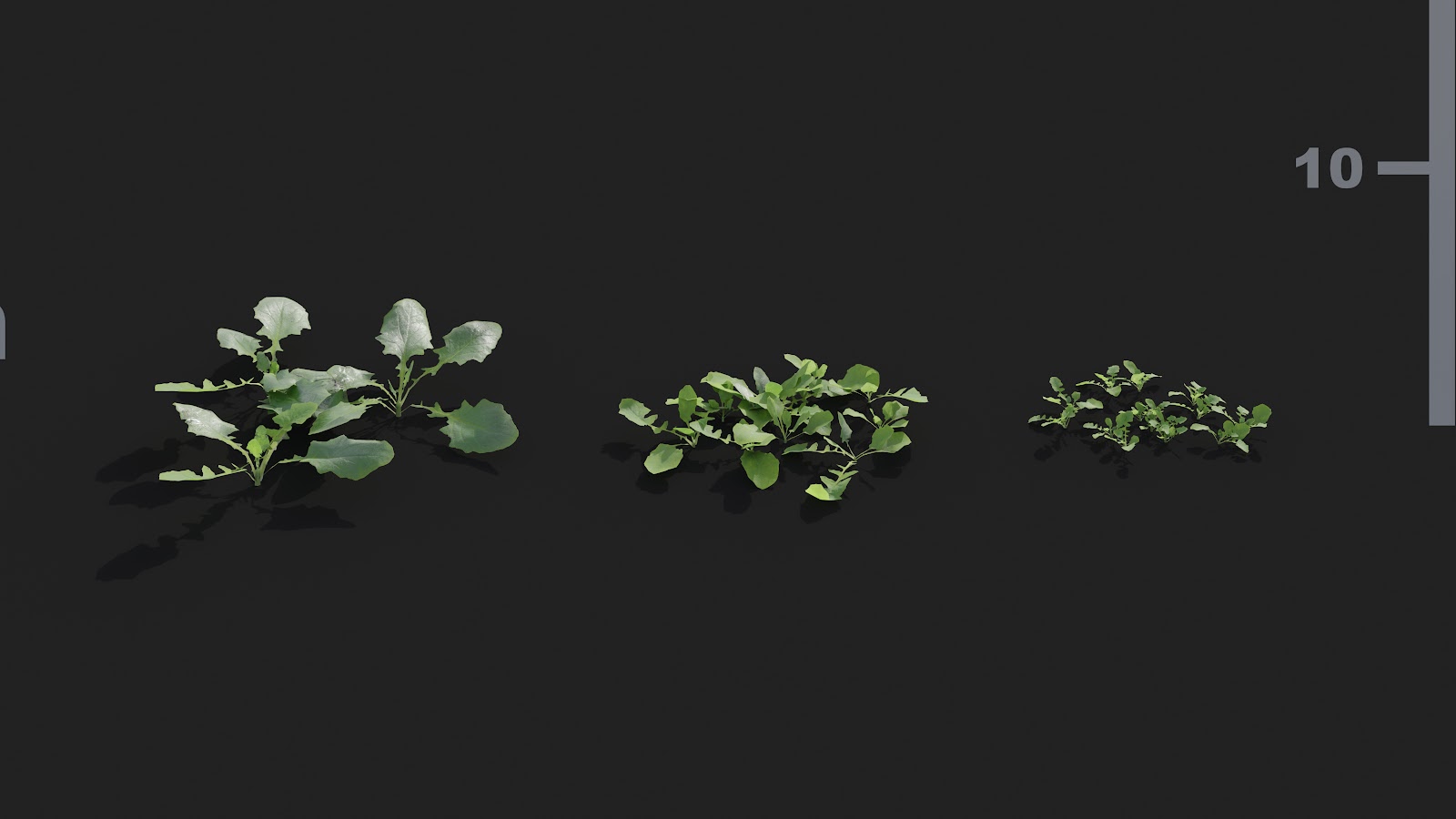 Maxtree - Plant Models Vol.21