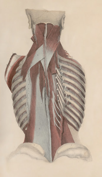 A system of anatomical plates of the human body Pl037 1840