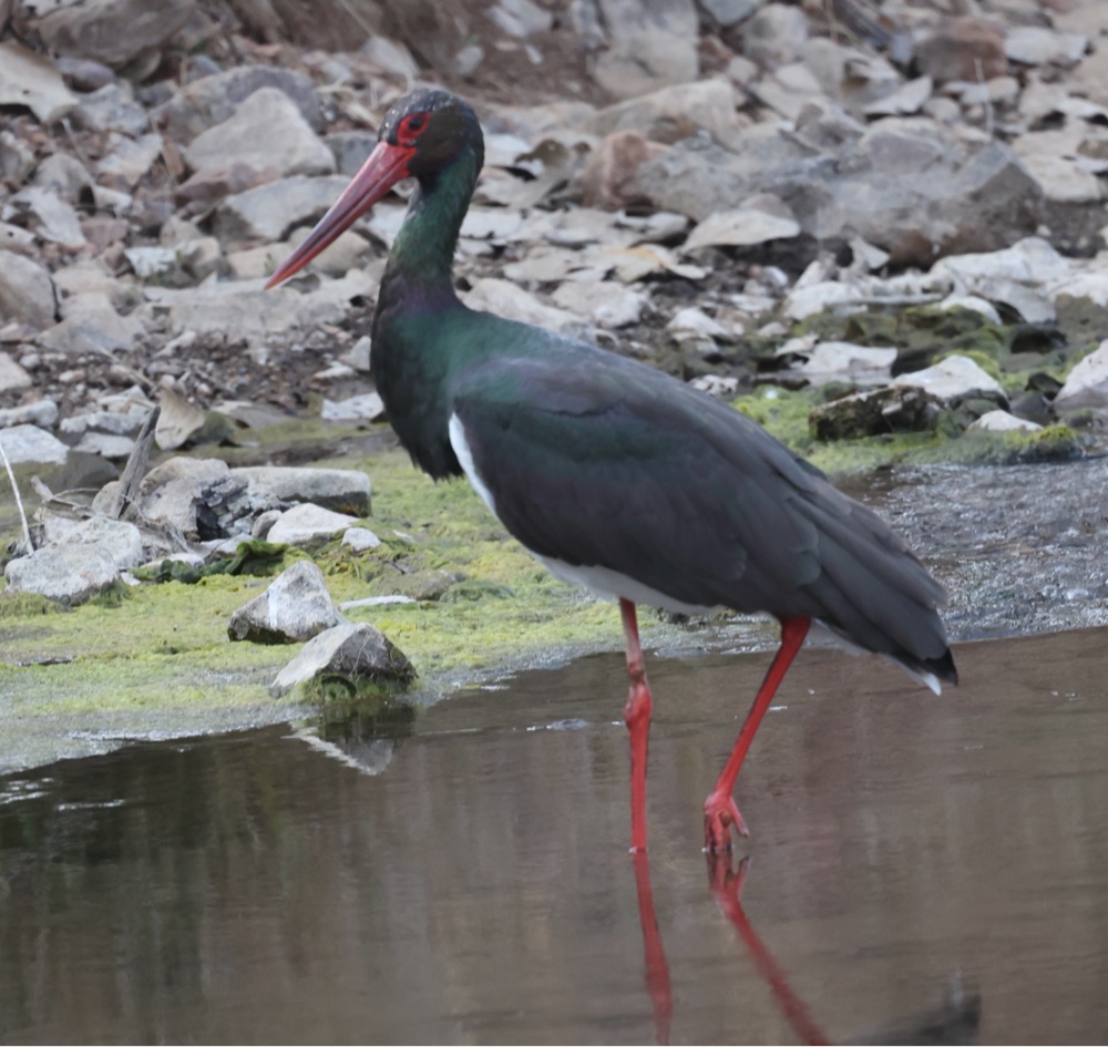 Black Stork