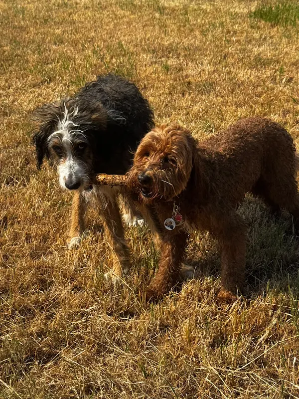 Two shaggy dogs standing together in a golden field at sunset