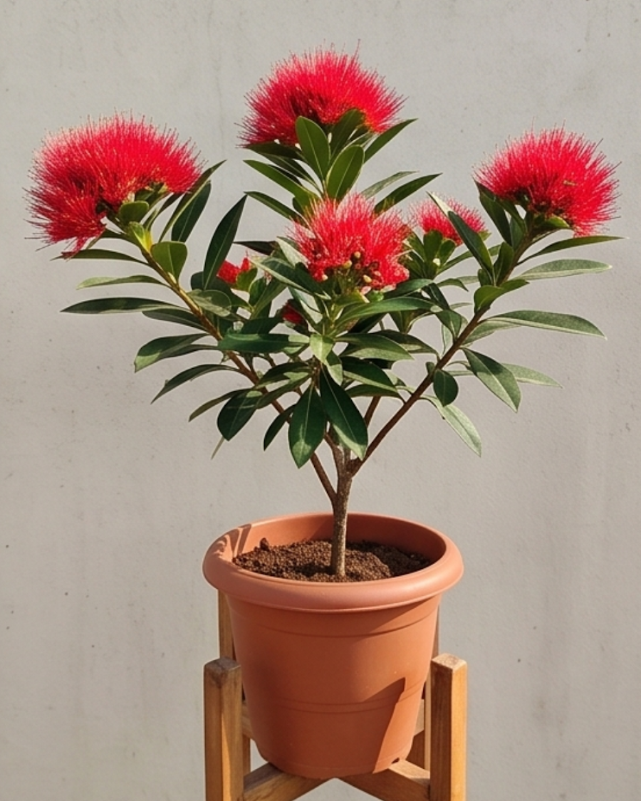 First Love Red Plant — view 5