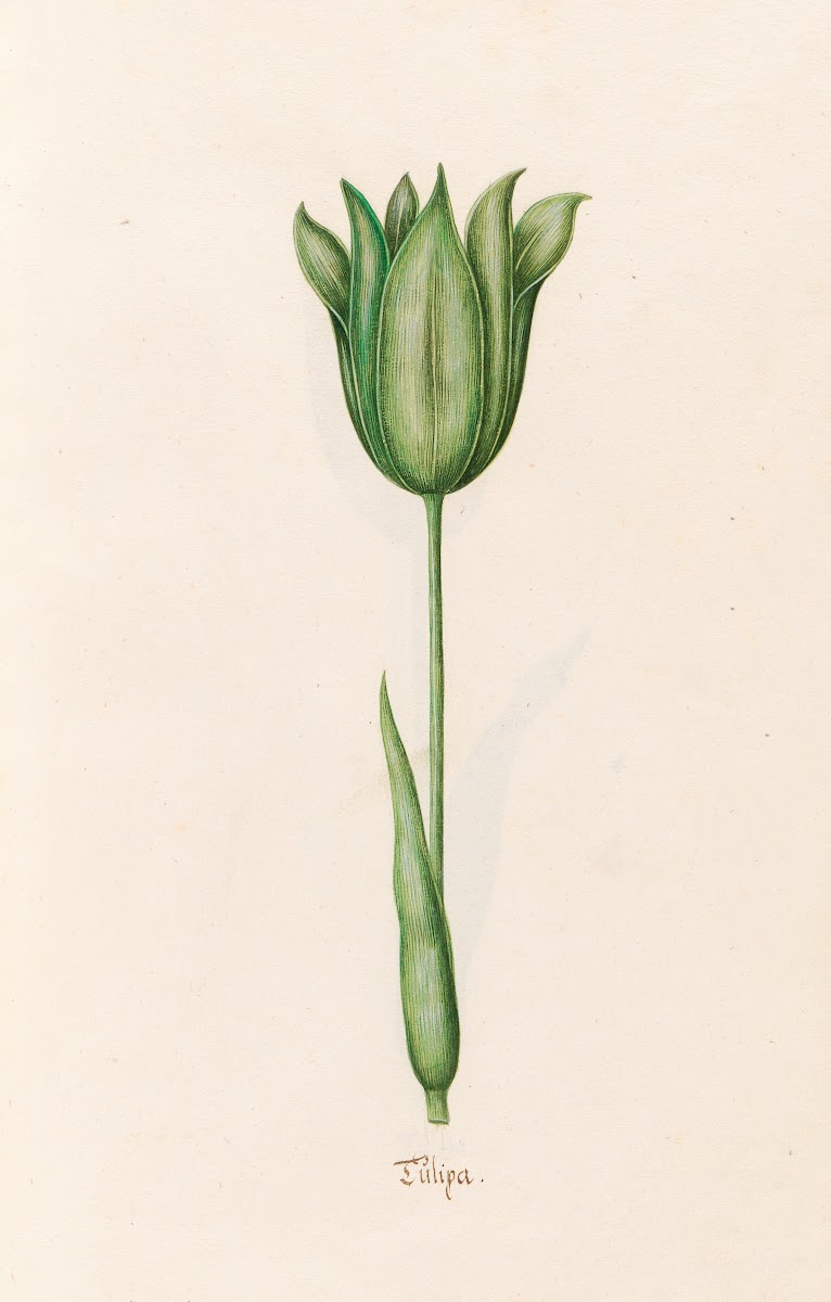 Tülipa 1692
