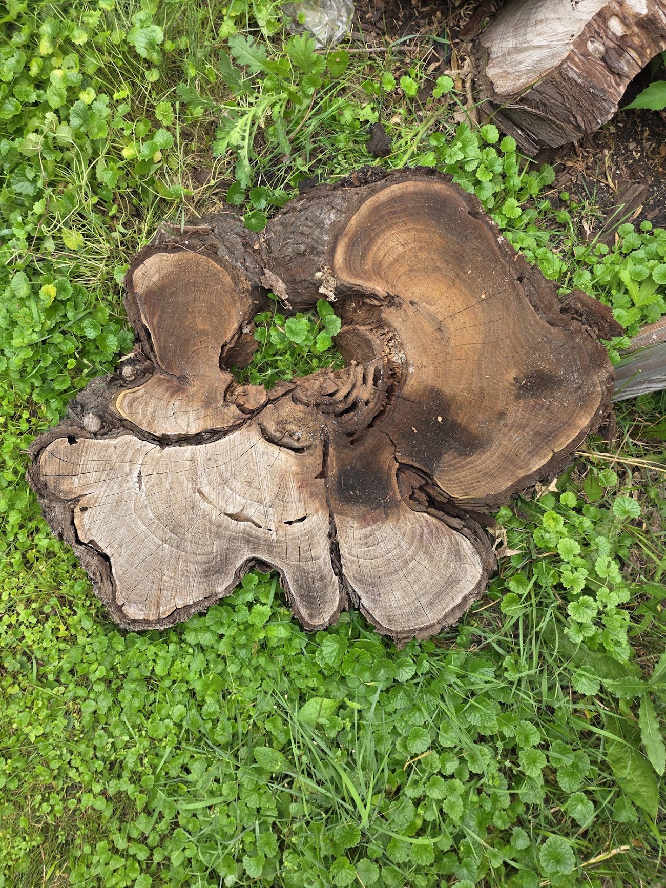 End grain of the Russian Olive