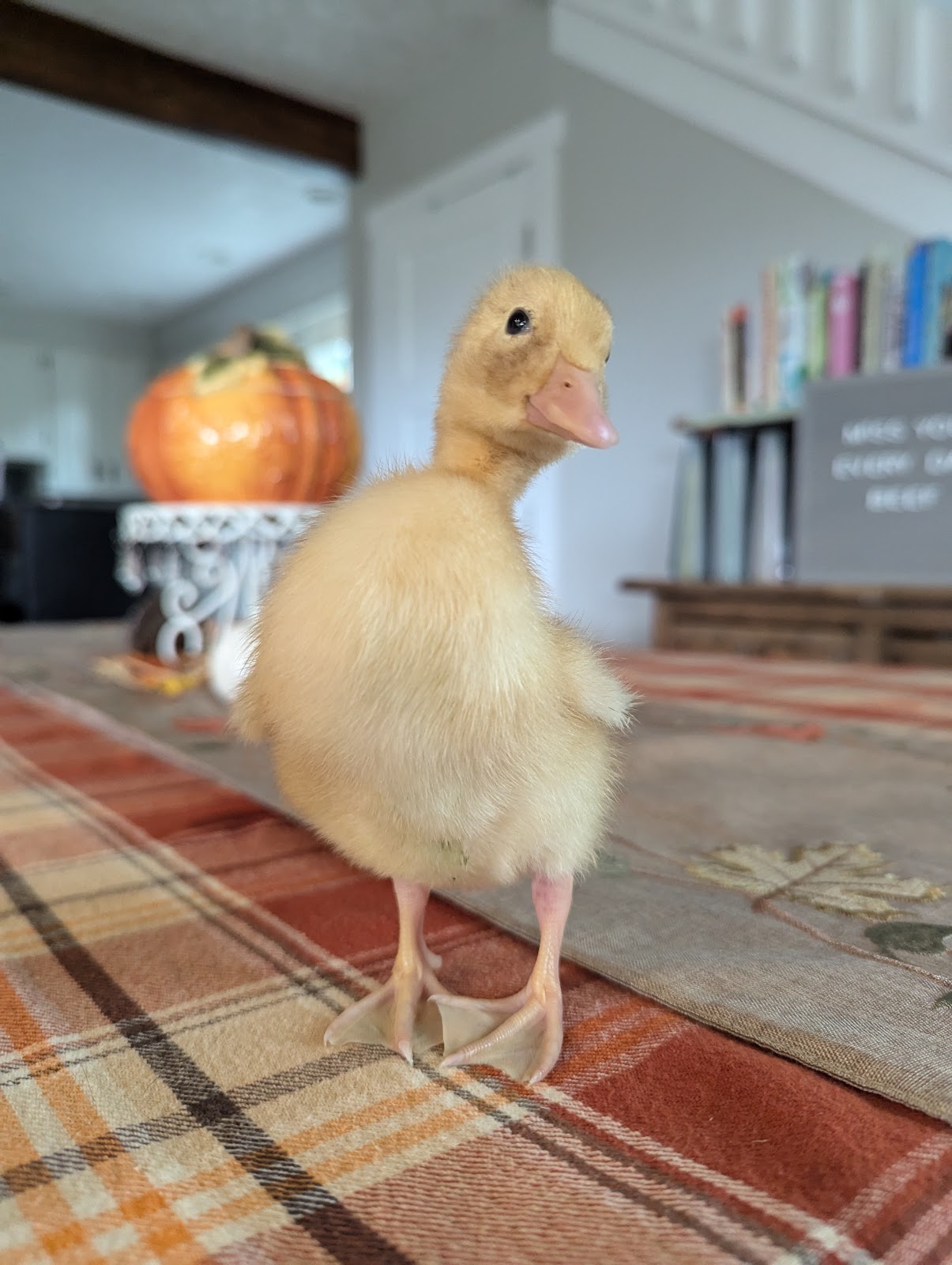 Jumbo Pekin Duckling