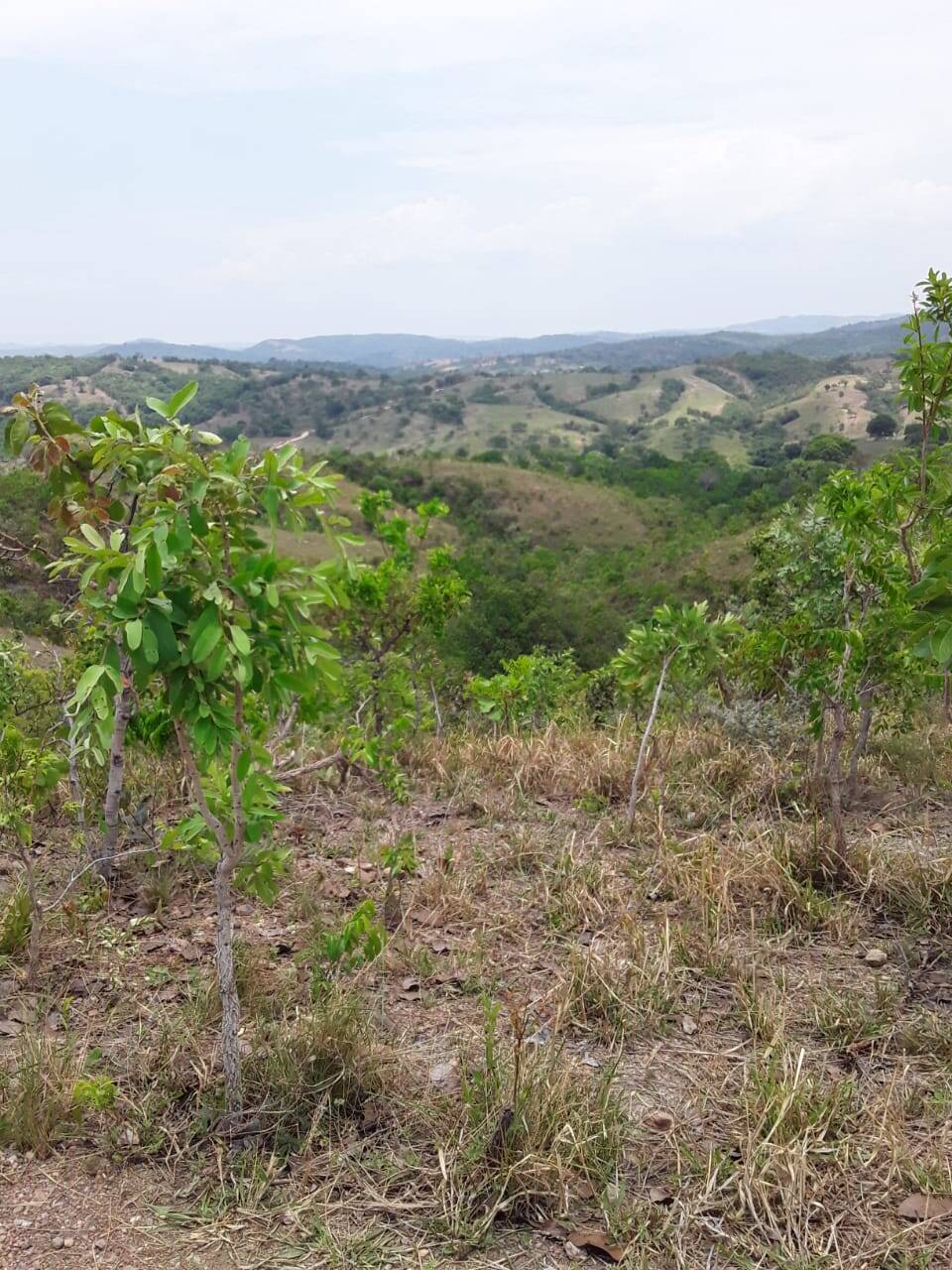 Fazenda em Cocalzinho de Goiás - GO (PORTERA FECHADA) 5