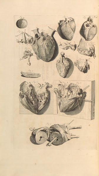 Anatomia humani corporis Pl023 1685