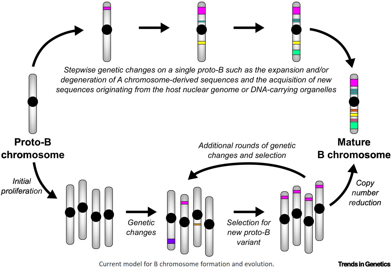 B chromosomes put the ‘super’ in supernumerary
