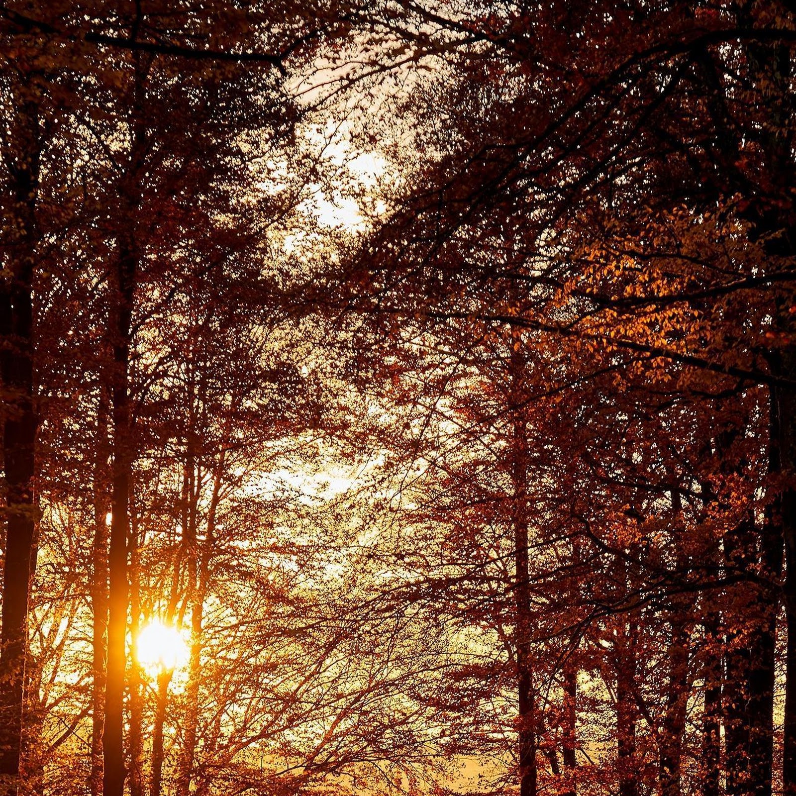 Download Golden Path Through Autumn Trees Full HD iPhone