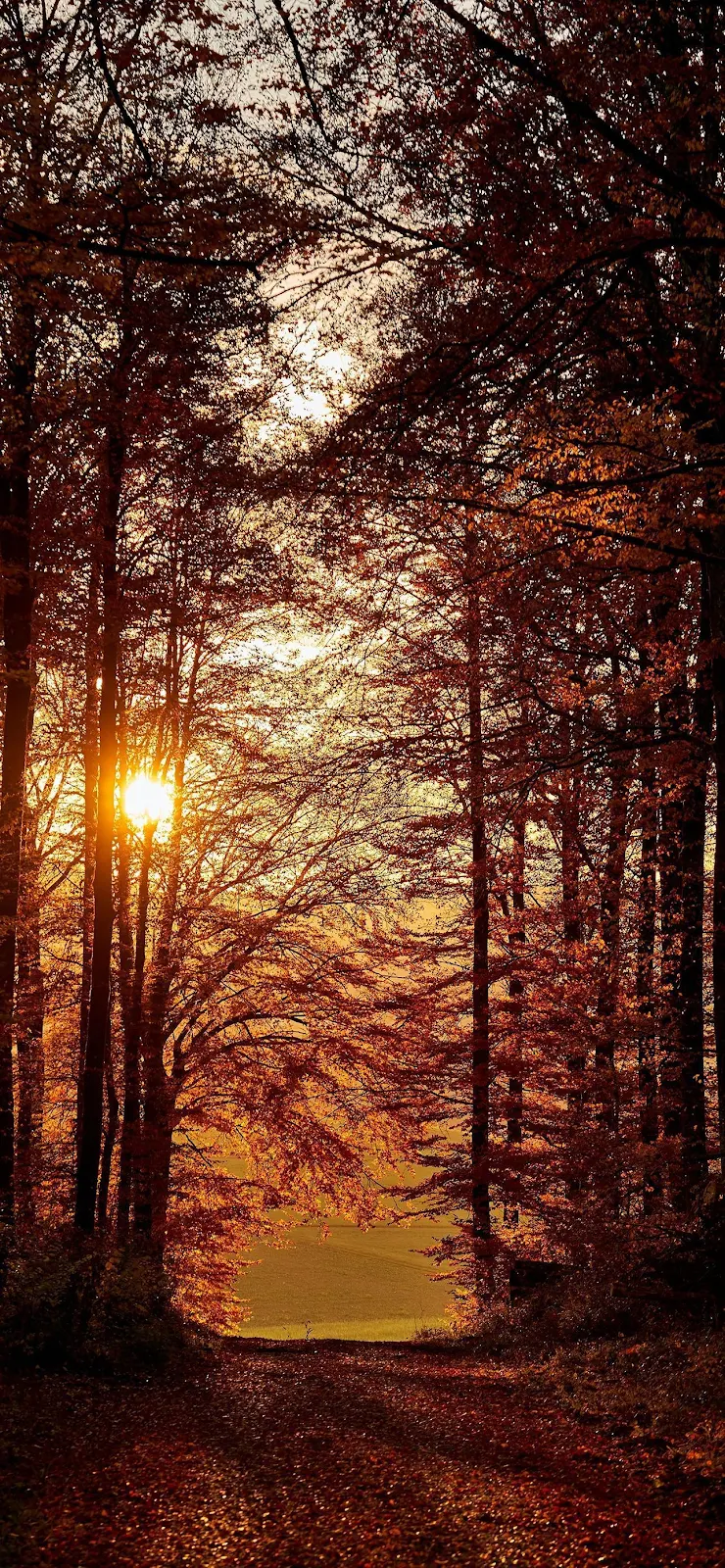 Golden Path Through Autumn Trees - Nature Photography Full HD iPhone Wallpaper (1284x2778)