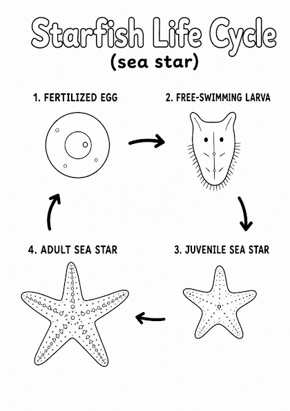 Starfish Life Cycle Worksheet