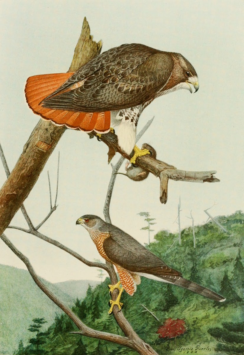 Red Tailed HawkCoopers Hawk 1858