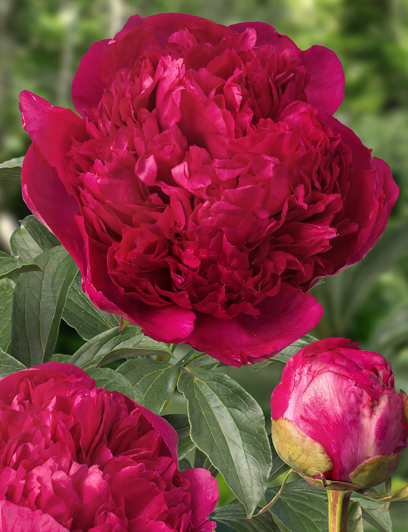 Paeonia lactiflora 'Command Performance', peonia fiorita rossa con petali doppi nel giardino