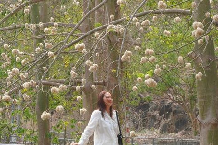 Bông gòn nở rộ 'gây sốt', hút khách ở Vũng Tàu - Báo Người Lao Động