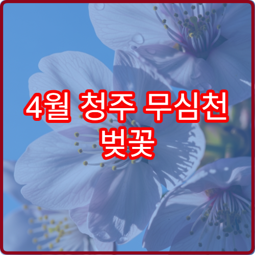 4월 청주 무심천 벚꽃 자전거 대여 강변 라이딩 초보 코스