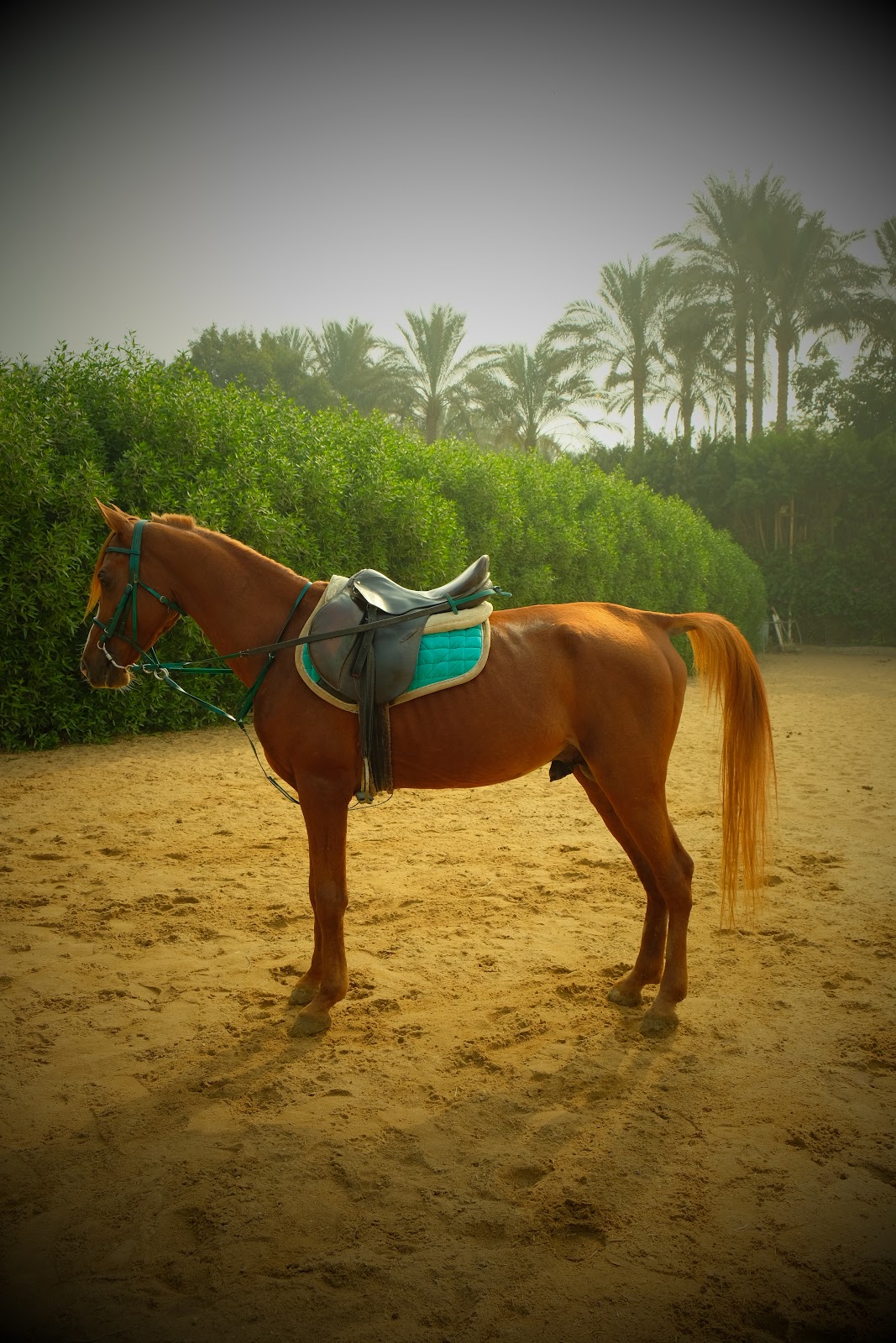 Dirham - Horse available for riding at Beit Zeina in Saqqara, Egypt. Meet this gorgeous Golden Chestnut, whose coat shimmers with warmth against the 