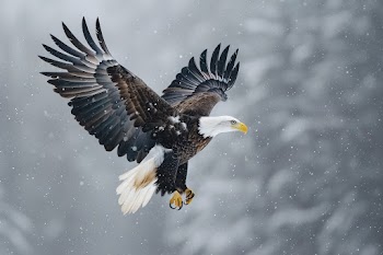 Eagle Wallpaper