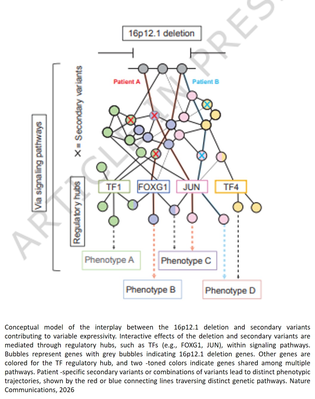 Functional impact of genetic background on variable expressivity in neurodevelopmental disorders