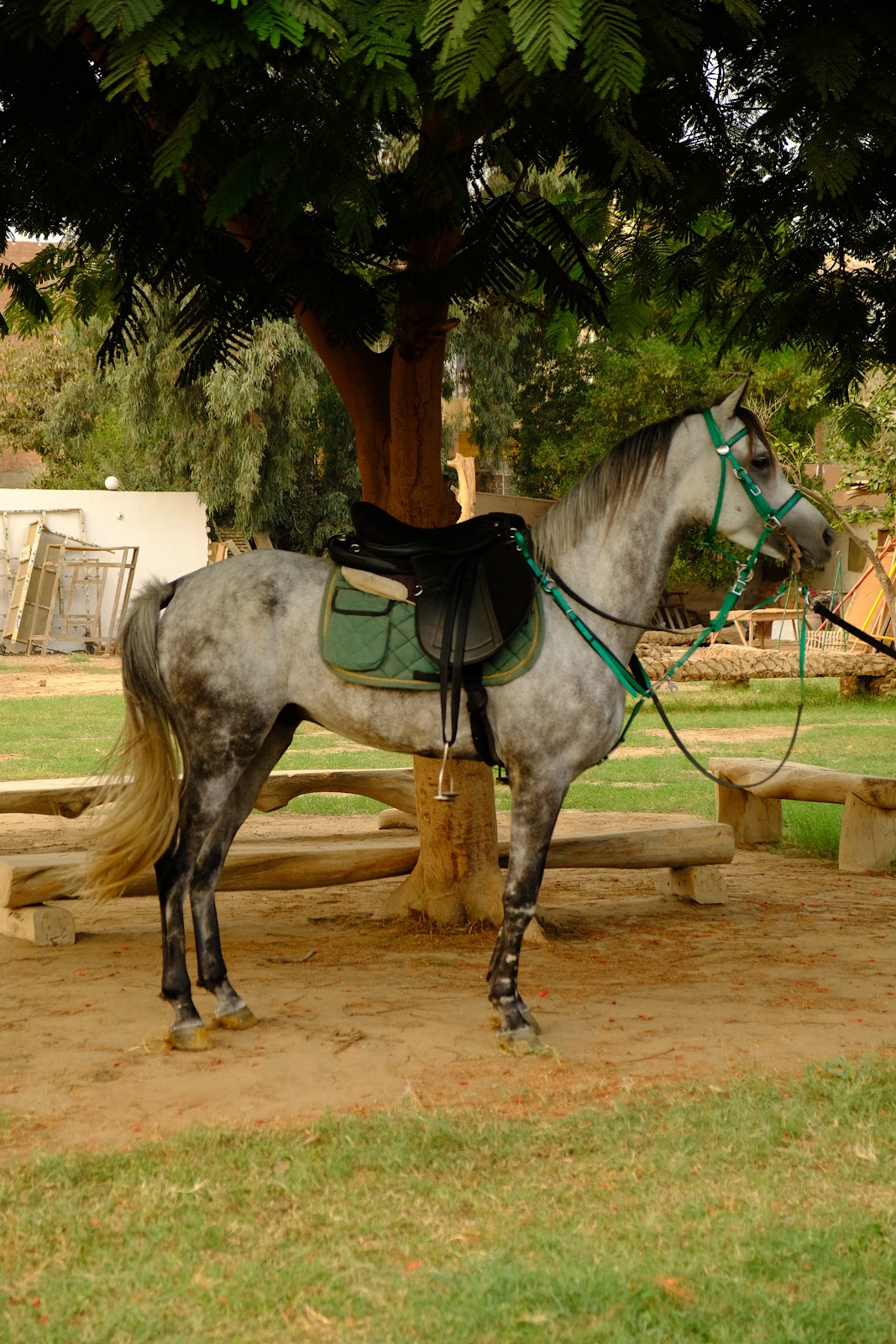 Harley - Horse available for riding at Hooves in Saqqara, Egypt. Meet the stunning Dapple Grey, a horse whose coat is a beautiful mosaic of white