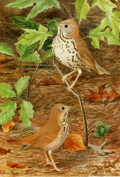 Wood ThrushHermit Thrush 1858