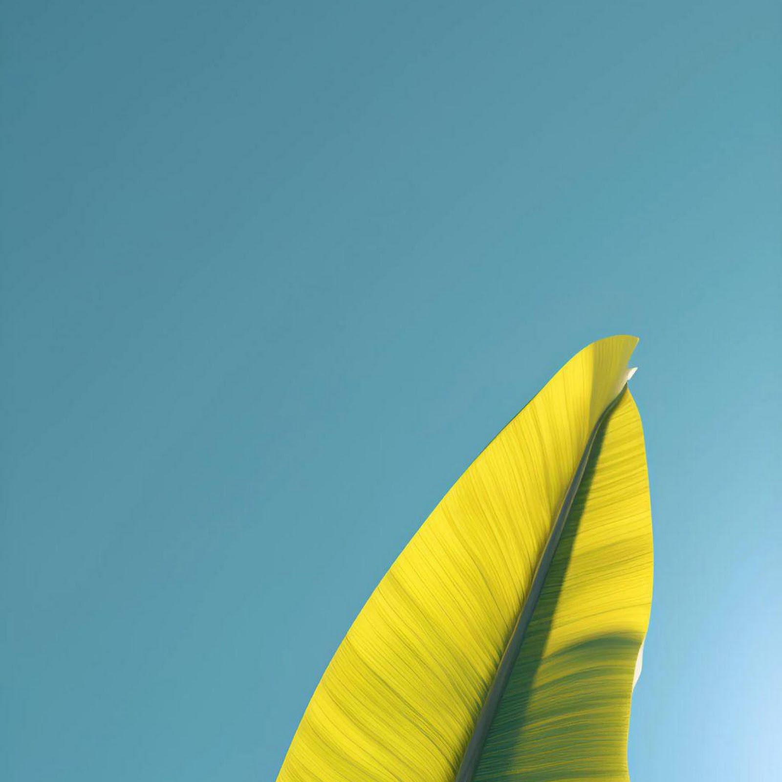 Download Sunlit Tropical Banana Leaves Full HD iPhone