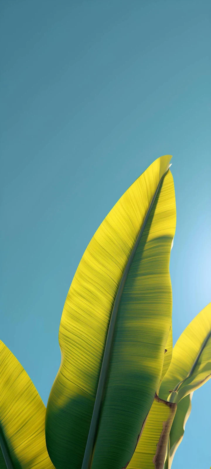 Sunlit Tropical Banana Leaves - Minimalist Nature Photography Full HD iPhone Wallpaper (1080x2400)