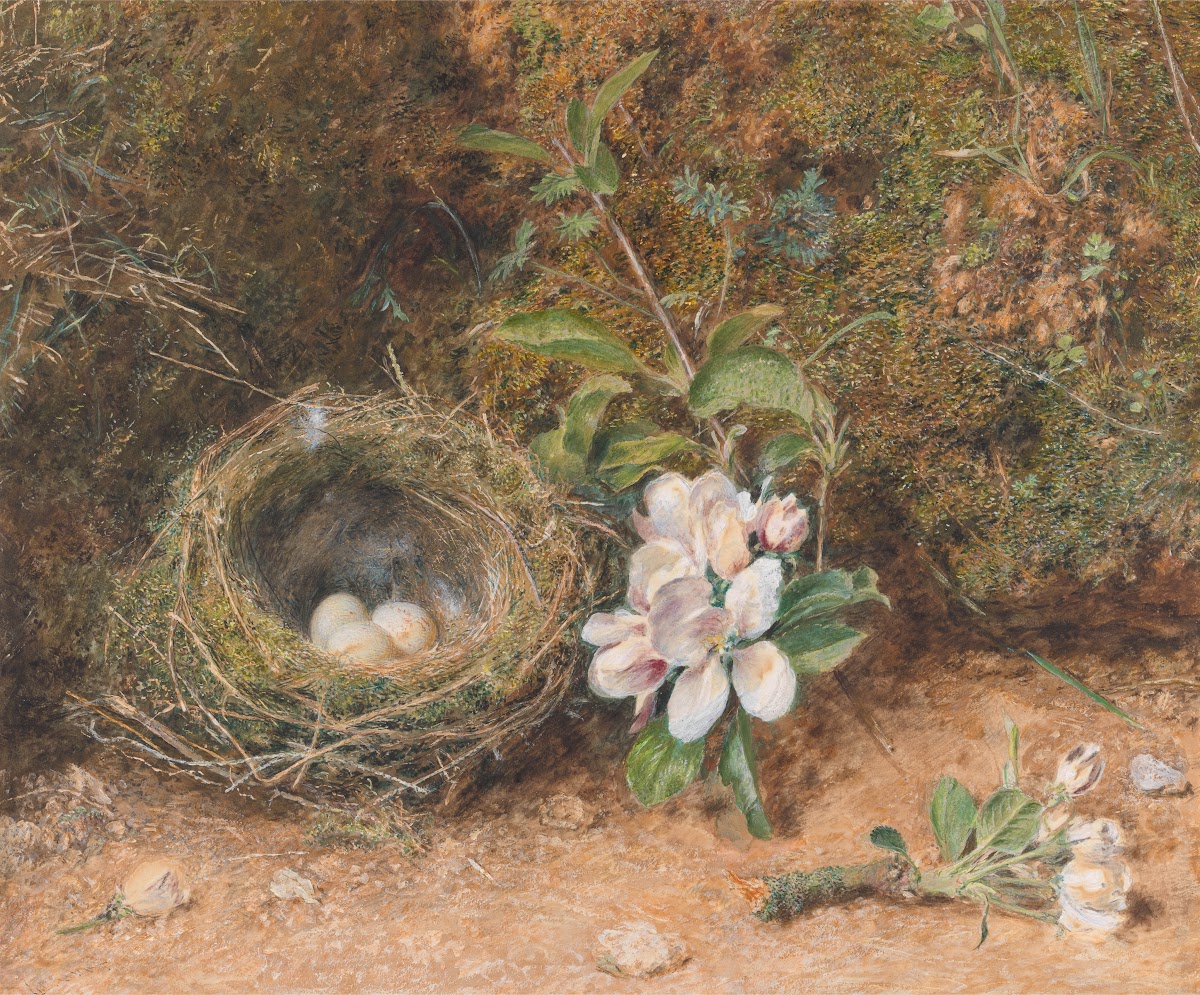 Birds Nest with Sprays of Apple Blossoms ca 1847
