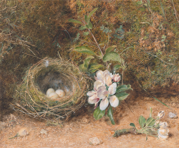 Birds Nest with Sprays of Apple Blossoms ca 1847