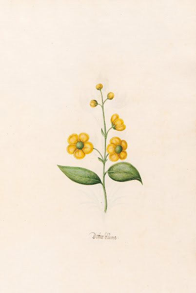 Dotter blüme 1692