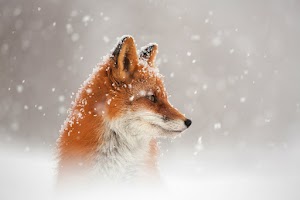Fox Wallpaper