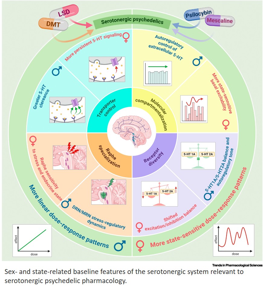 Sex-sensitive serotonergic signaling in psychedelic pharmacology