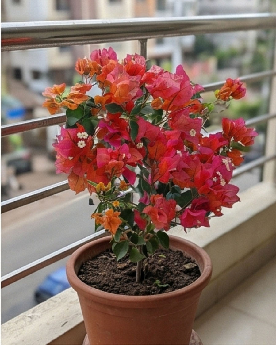 Imported Red Wonder Bougainvillea Plant — view 4