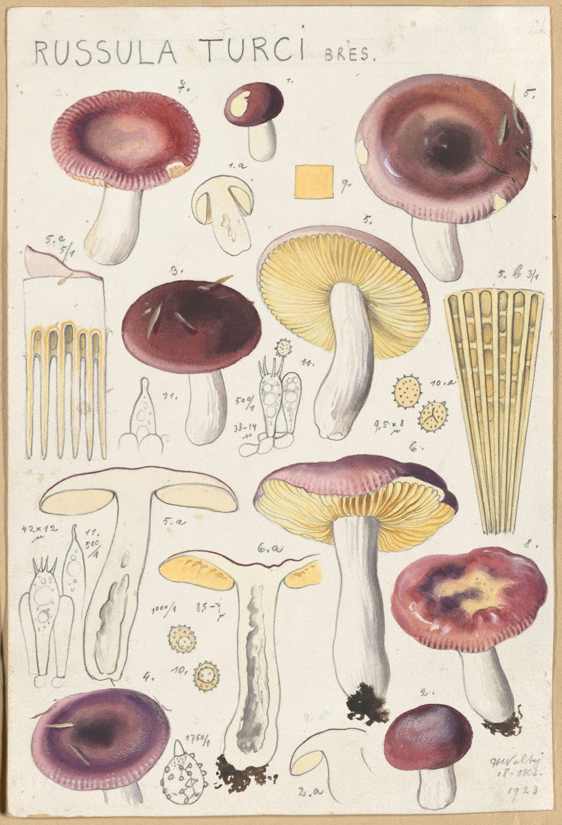 Russula turci 1915 1945