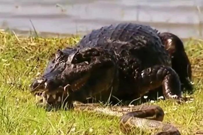 Trăn Anaconda liều lĩnh tấn công cá sấu rồi bị con mồi phản đòn tơi tả - Tạp chí Doanh Nghiệp Việt Nam