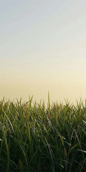 Green Grass, Field, Meadow, Nature 4K Wallpaper Background