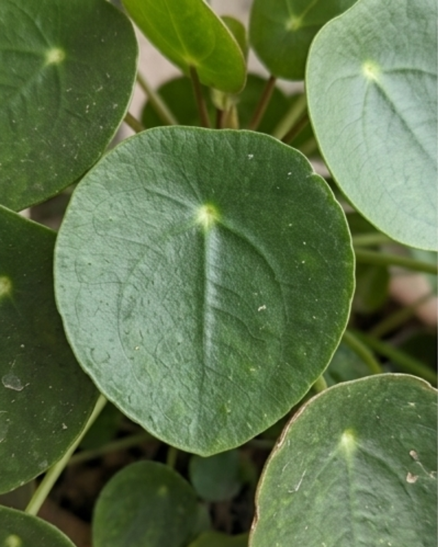 Chinese Money Plant — view 3