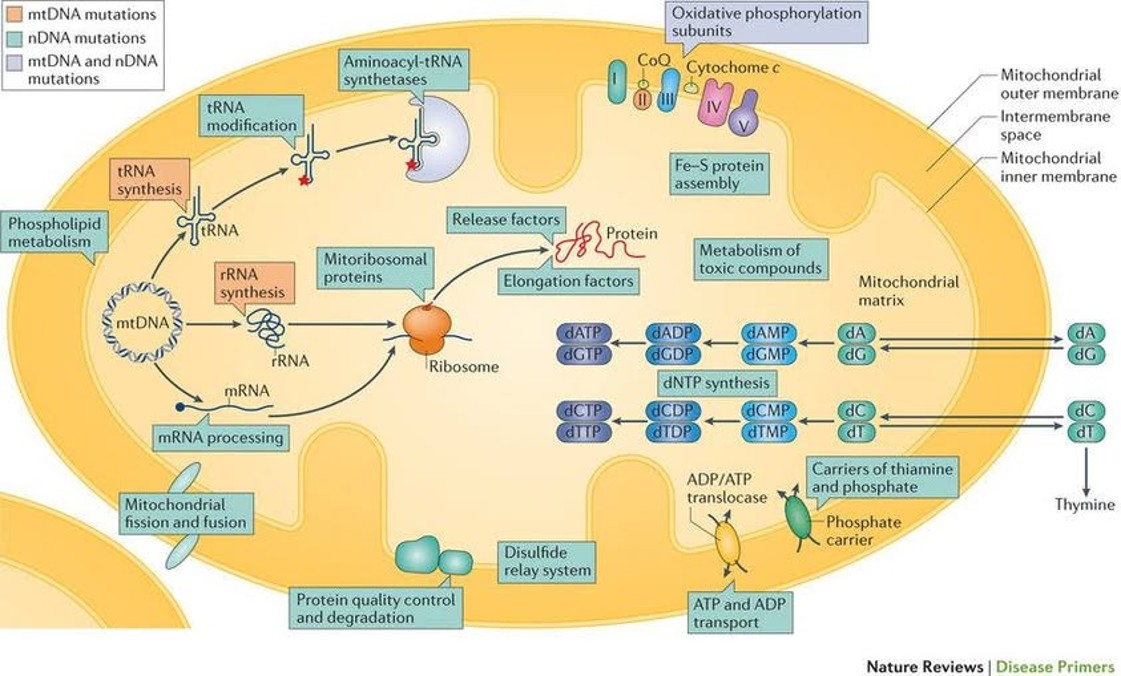 MITOCHONDRIAL DISEASES
