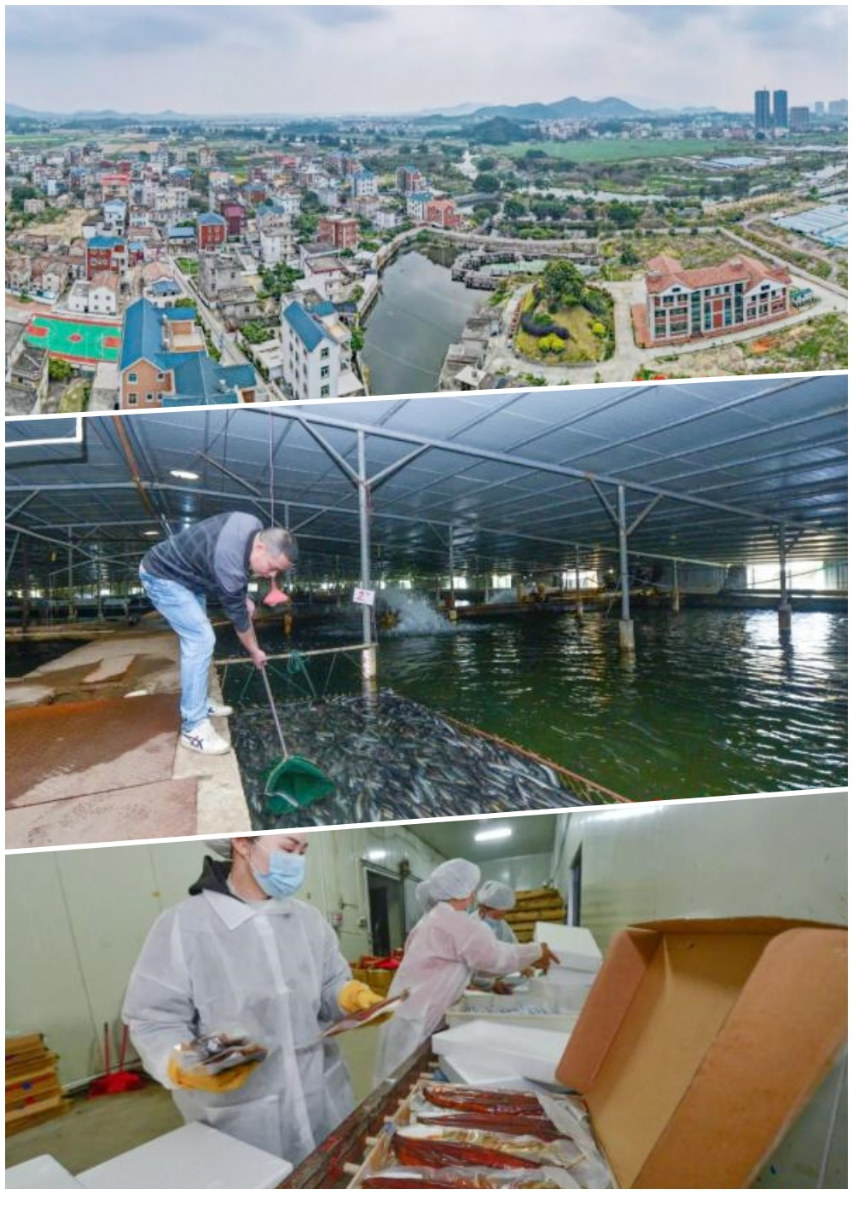 Nuôi lươn nước ngọt là ngành công nghiệp triệu đô tại nhiều làng nghề của Trung Quốc