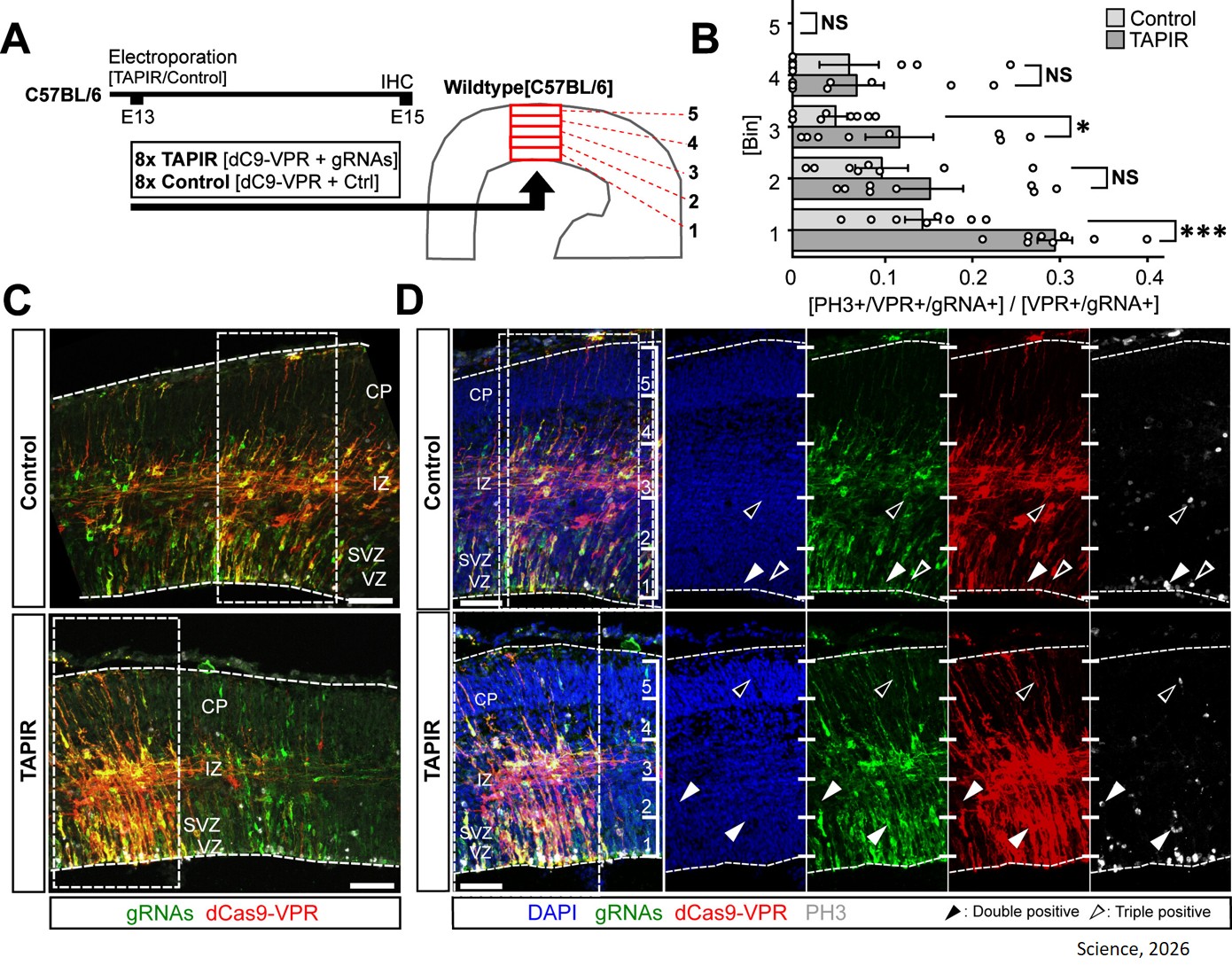 New CRISPR method to control protein production in cells