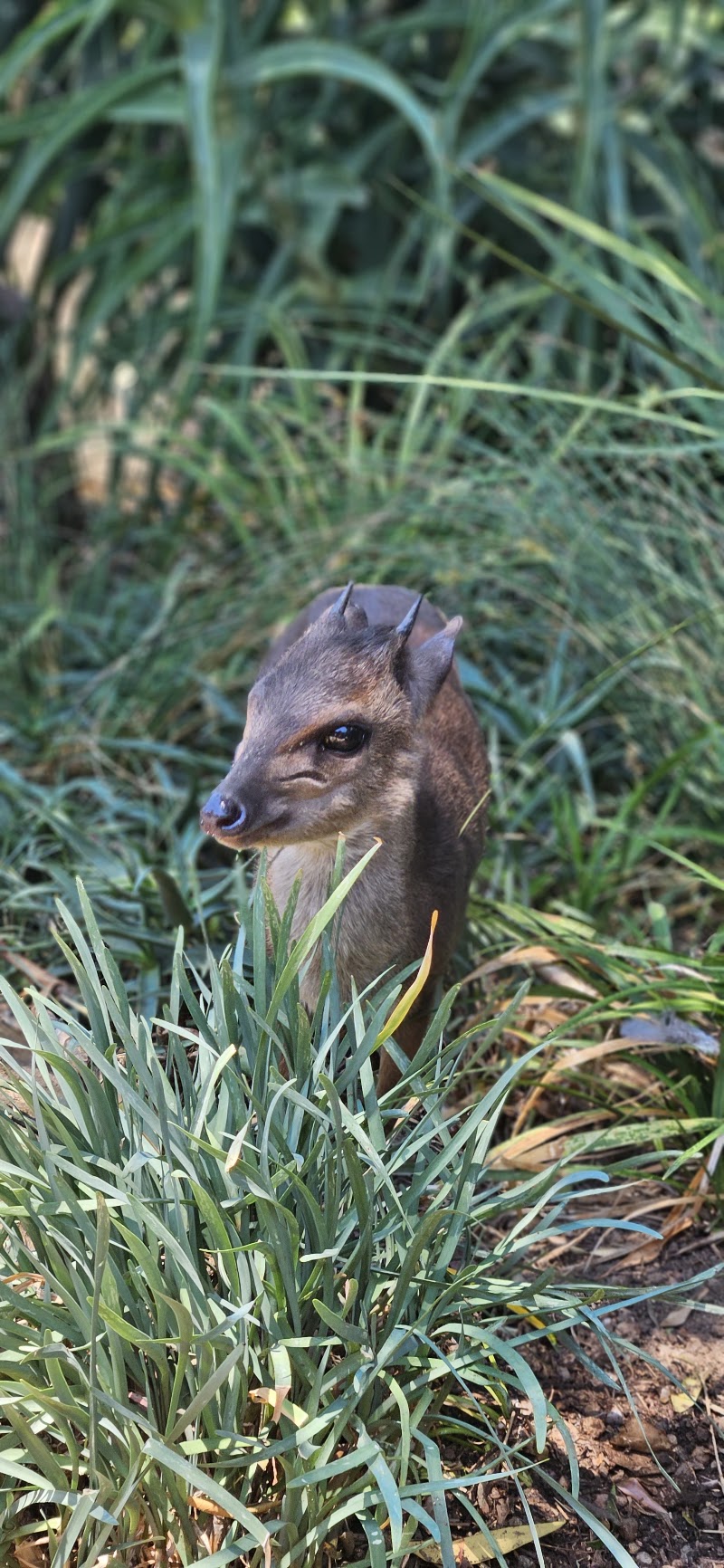 Blue Duiker